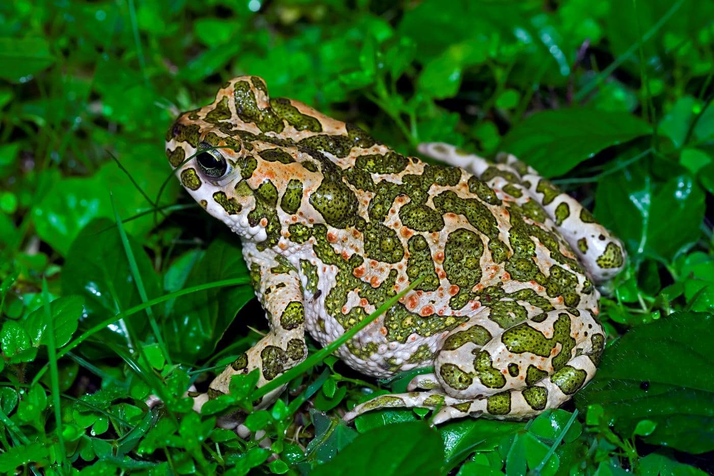 Green Toad
