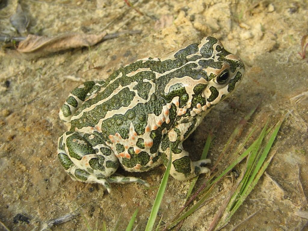 Green Toad 2