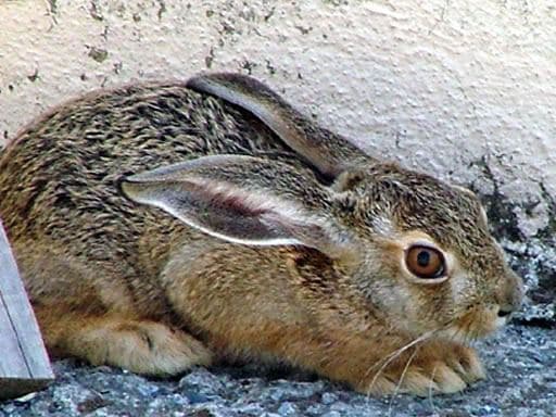 Hare