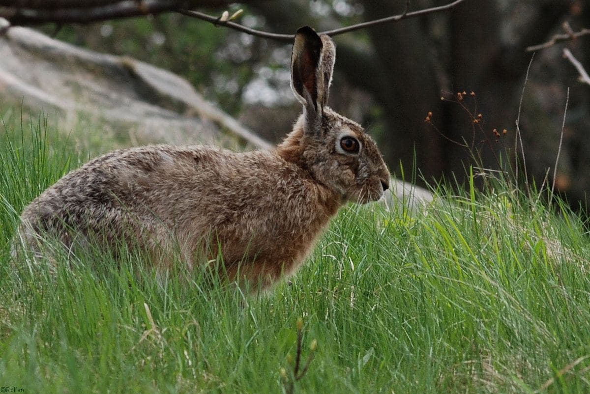 Hare 2