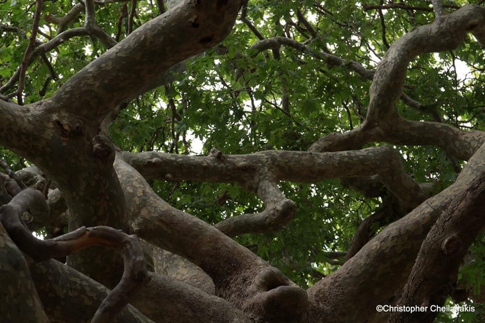 Kaloidena plane tree at Ano Meros