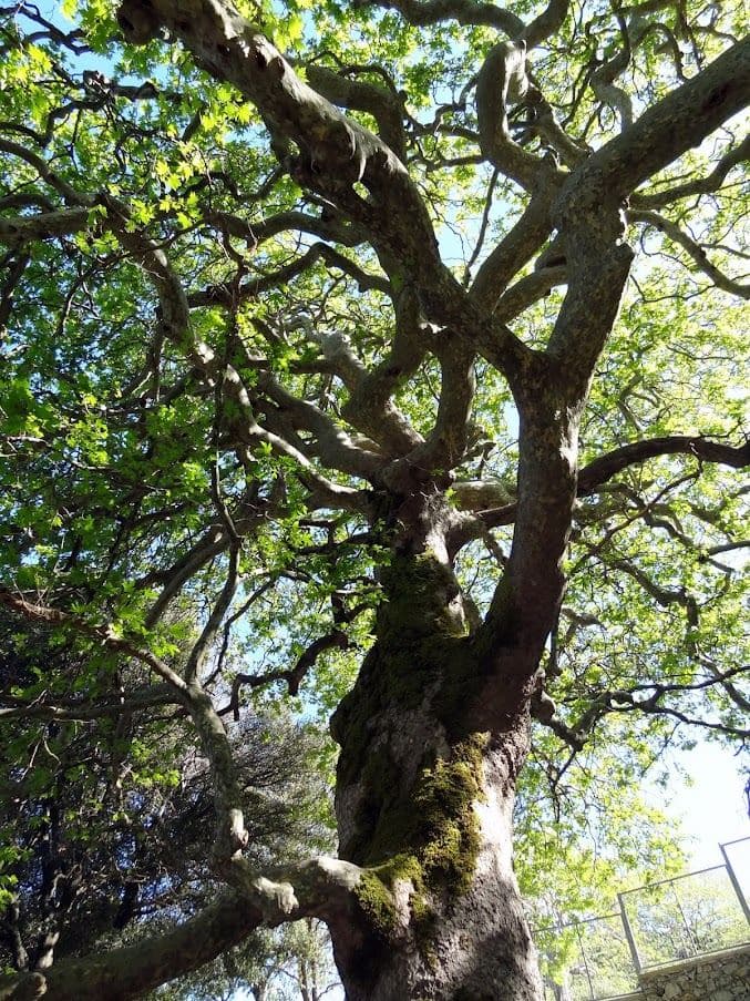 Kaloidena plane tree at Ano Meros 2