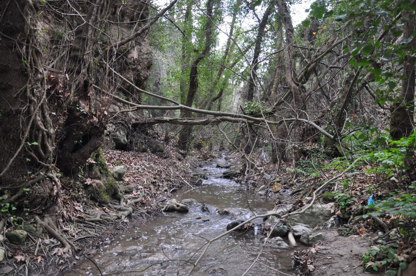 Archaniotiko (Knossano) Gorge 2