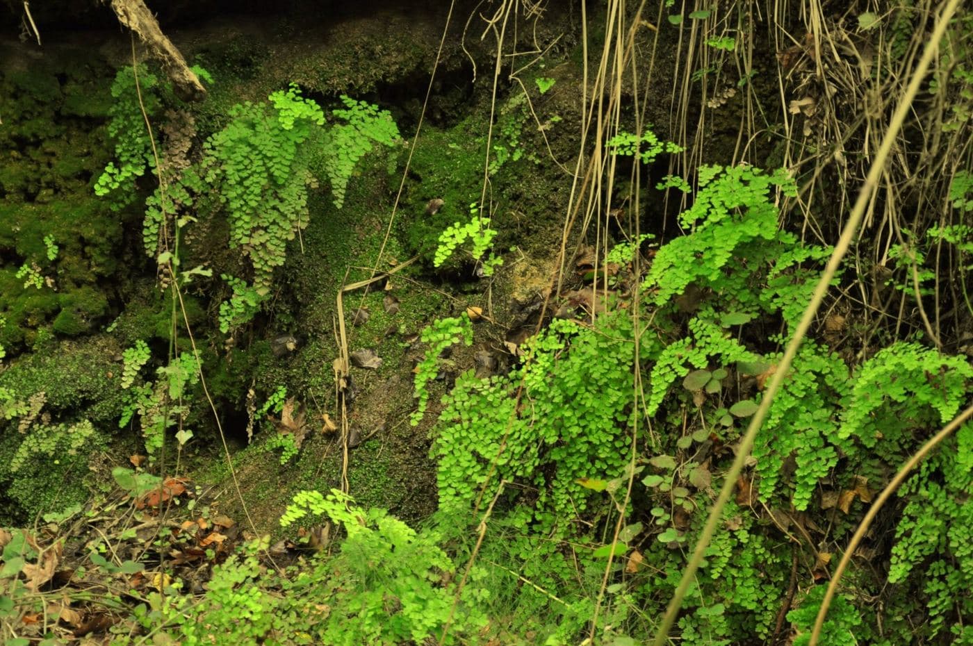 Archaniotiko (Knossano) Gorge 3