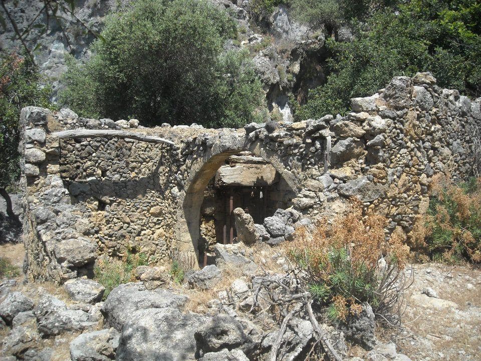 Kolokasia