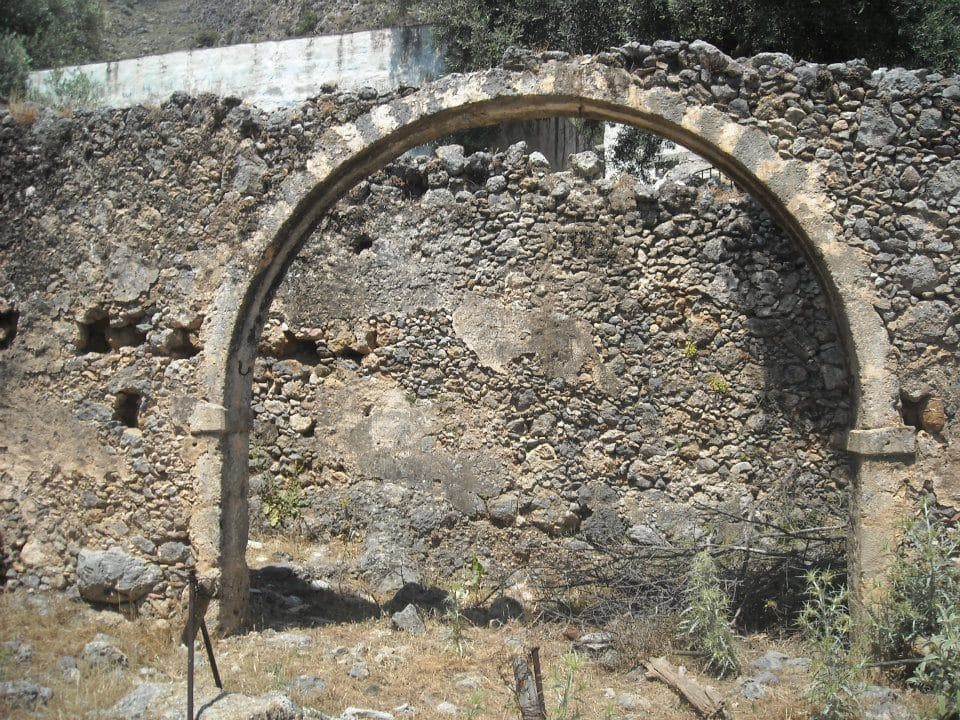 Kolokasia 2