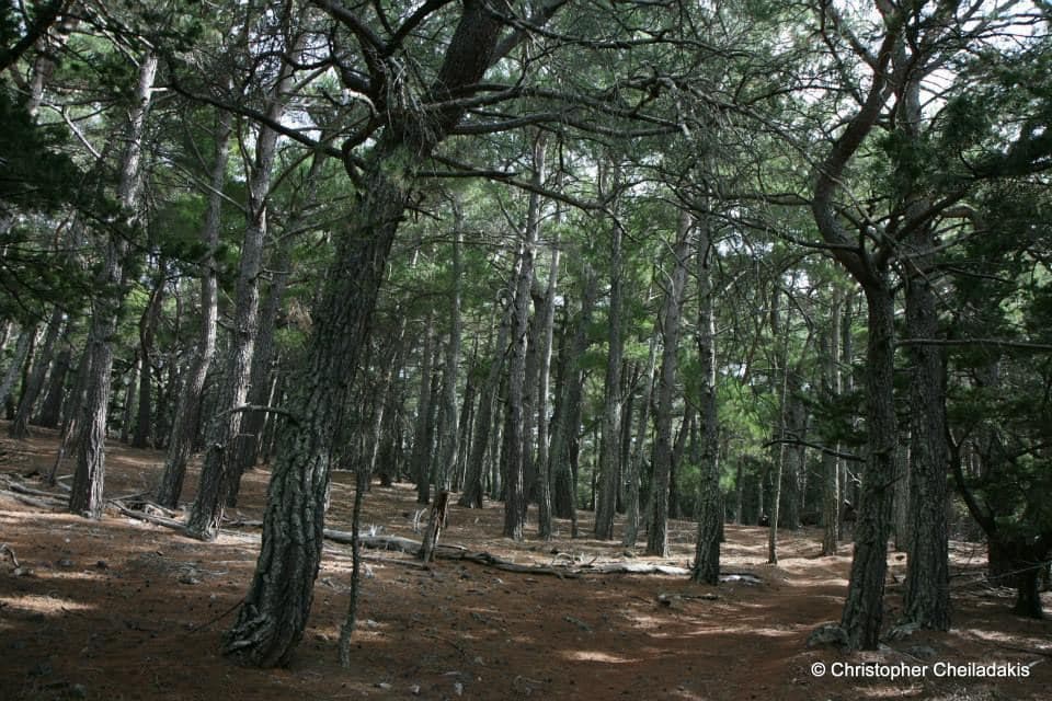 Kormokopos Wood and Trail 2