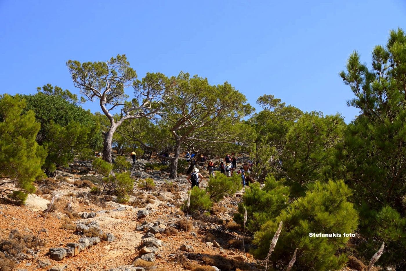 Koudoumas Wood 3