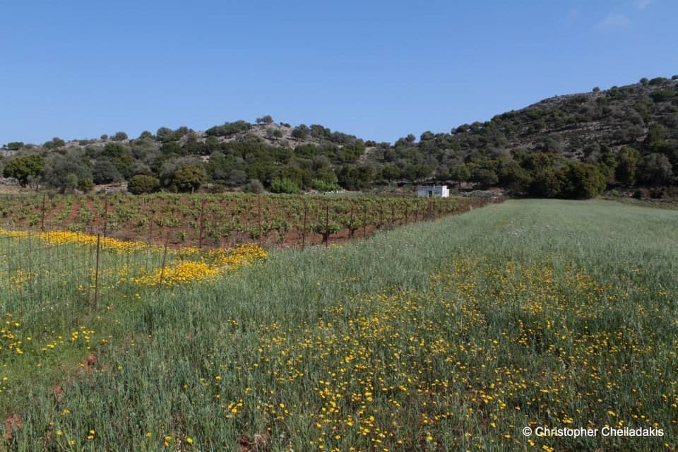 Krapi Plateau 3