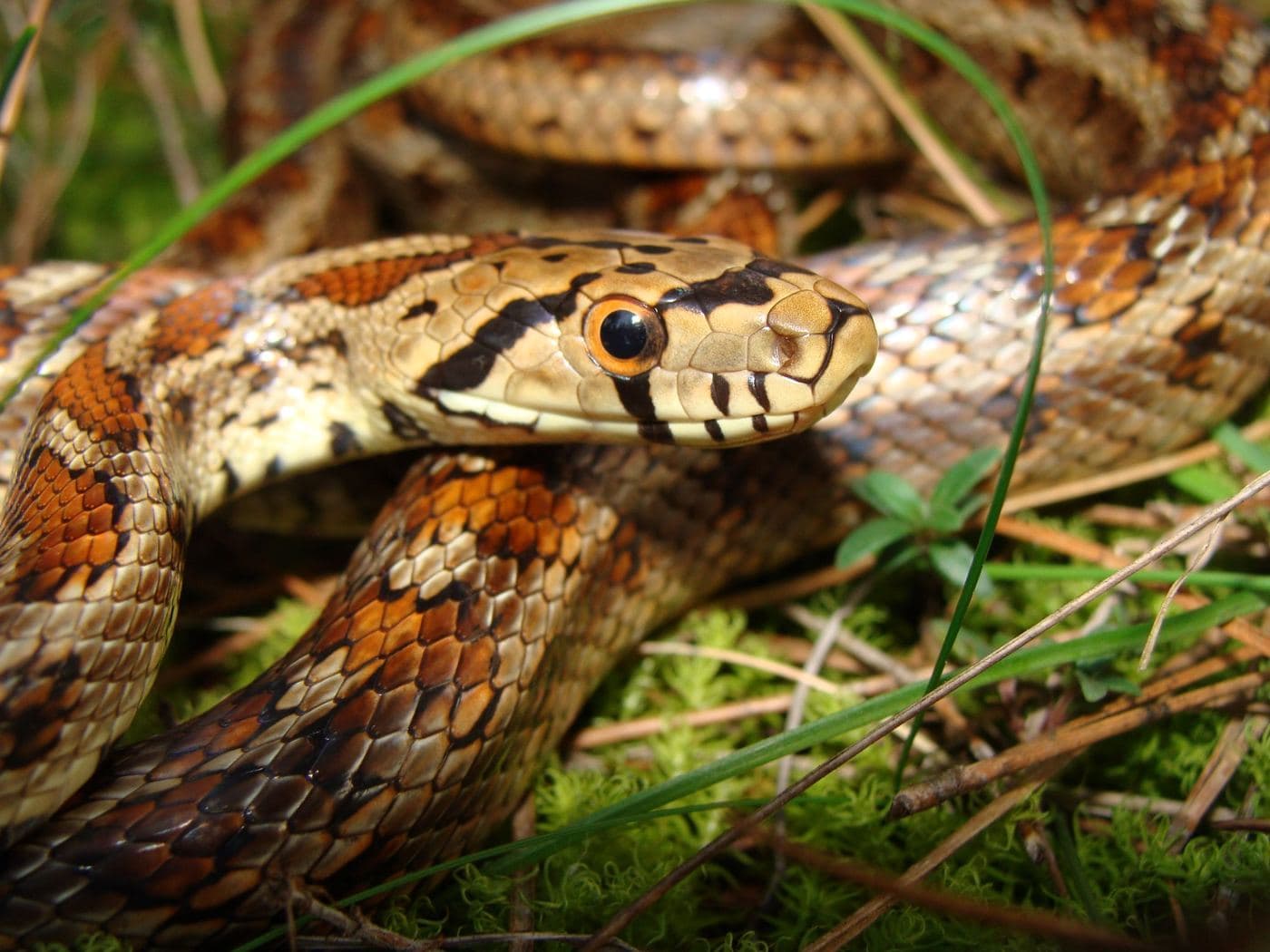 Leopard snake 2