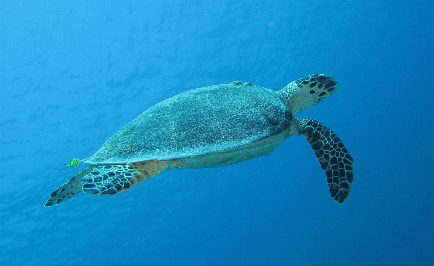 Loggerhead sea turtle
