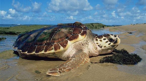 Loggerhead sea turtle 2