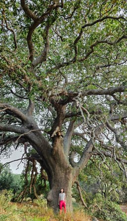 Madalenis Oak