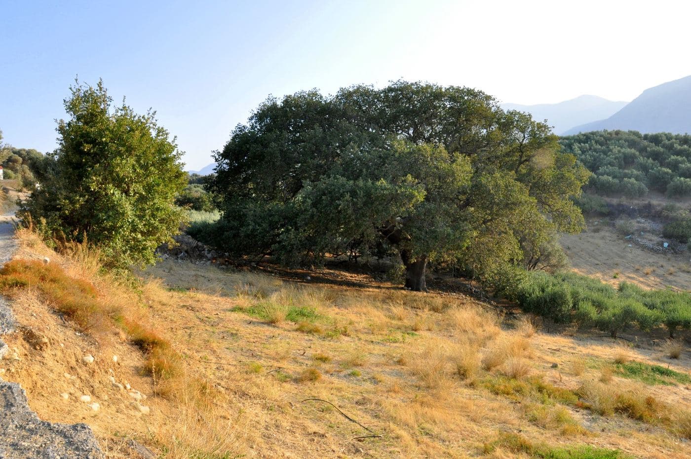 Madalenis Oak 2