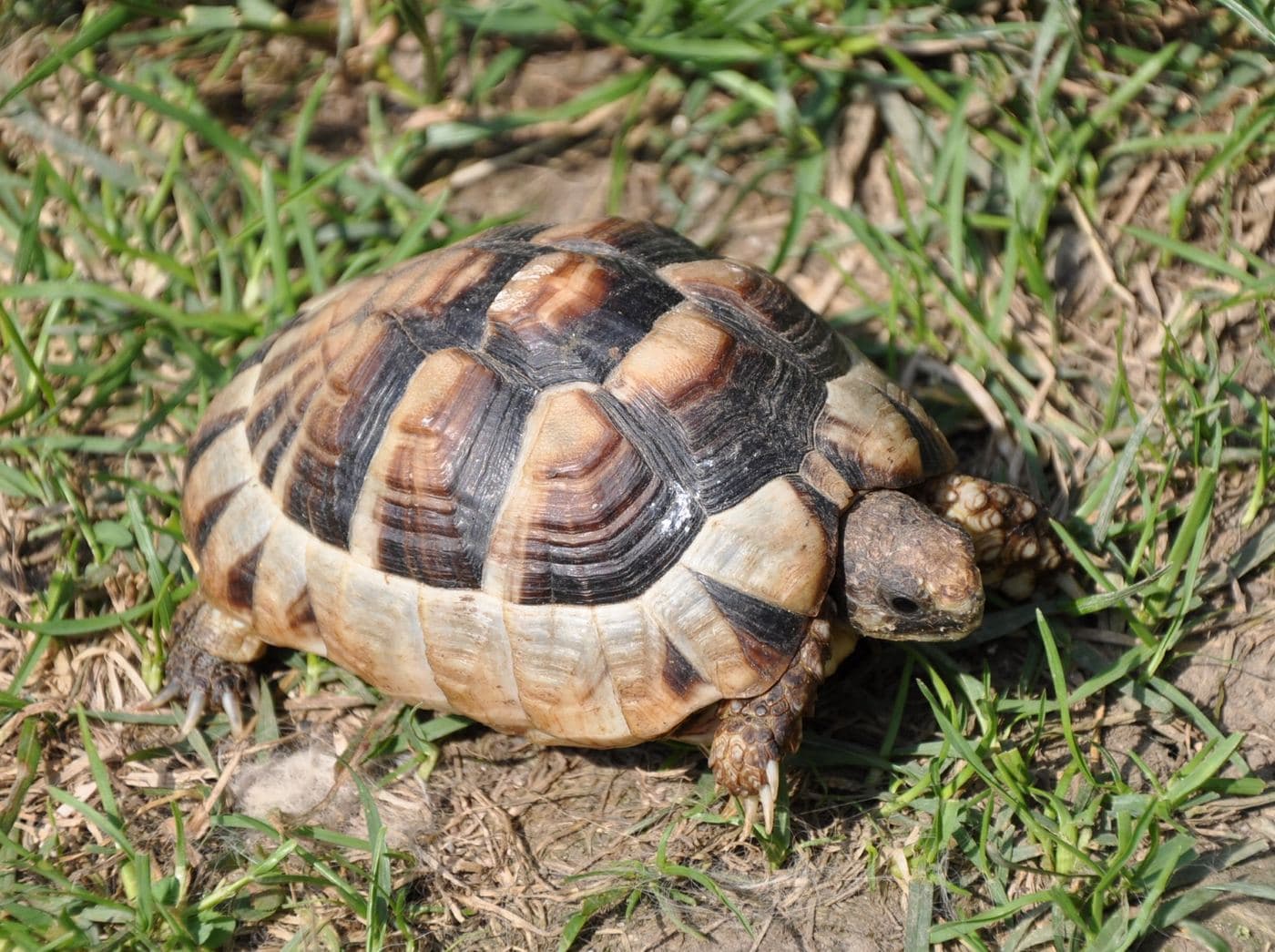 Marginated Tortoise