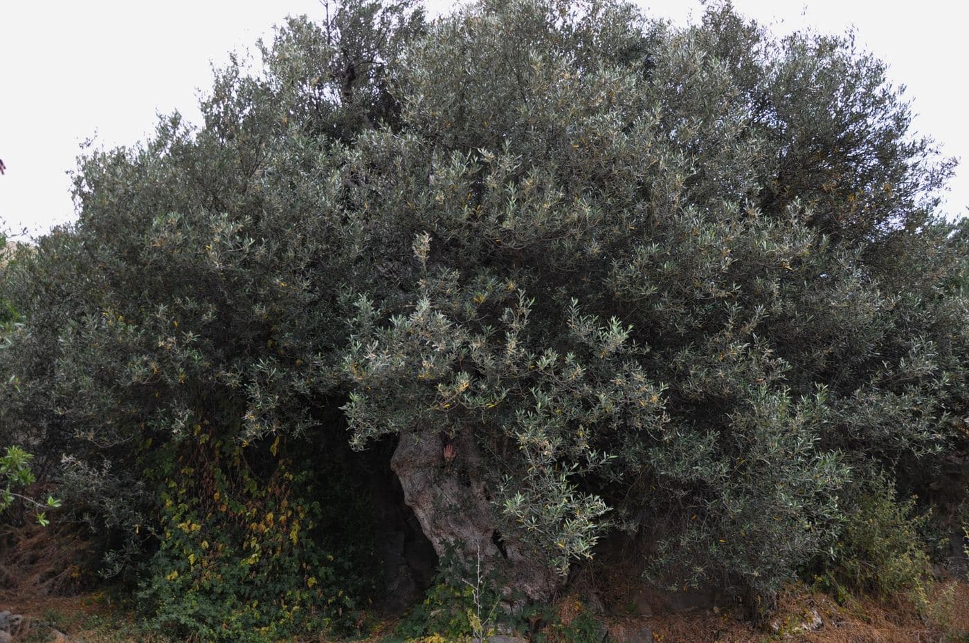 Mathena olive tree 2
