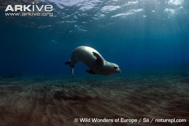 Mediterranean Monk Seal 2