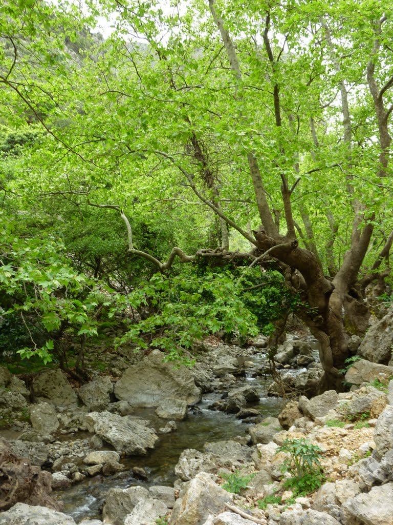 Mesavlia - Deliana Gorge 3