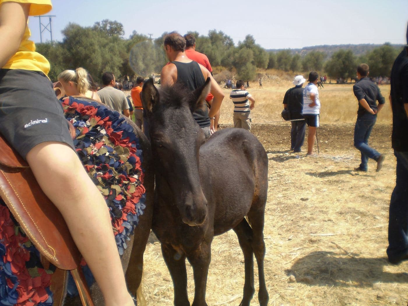 Messara Horse (Georgalidiko)