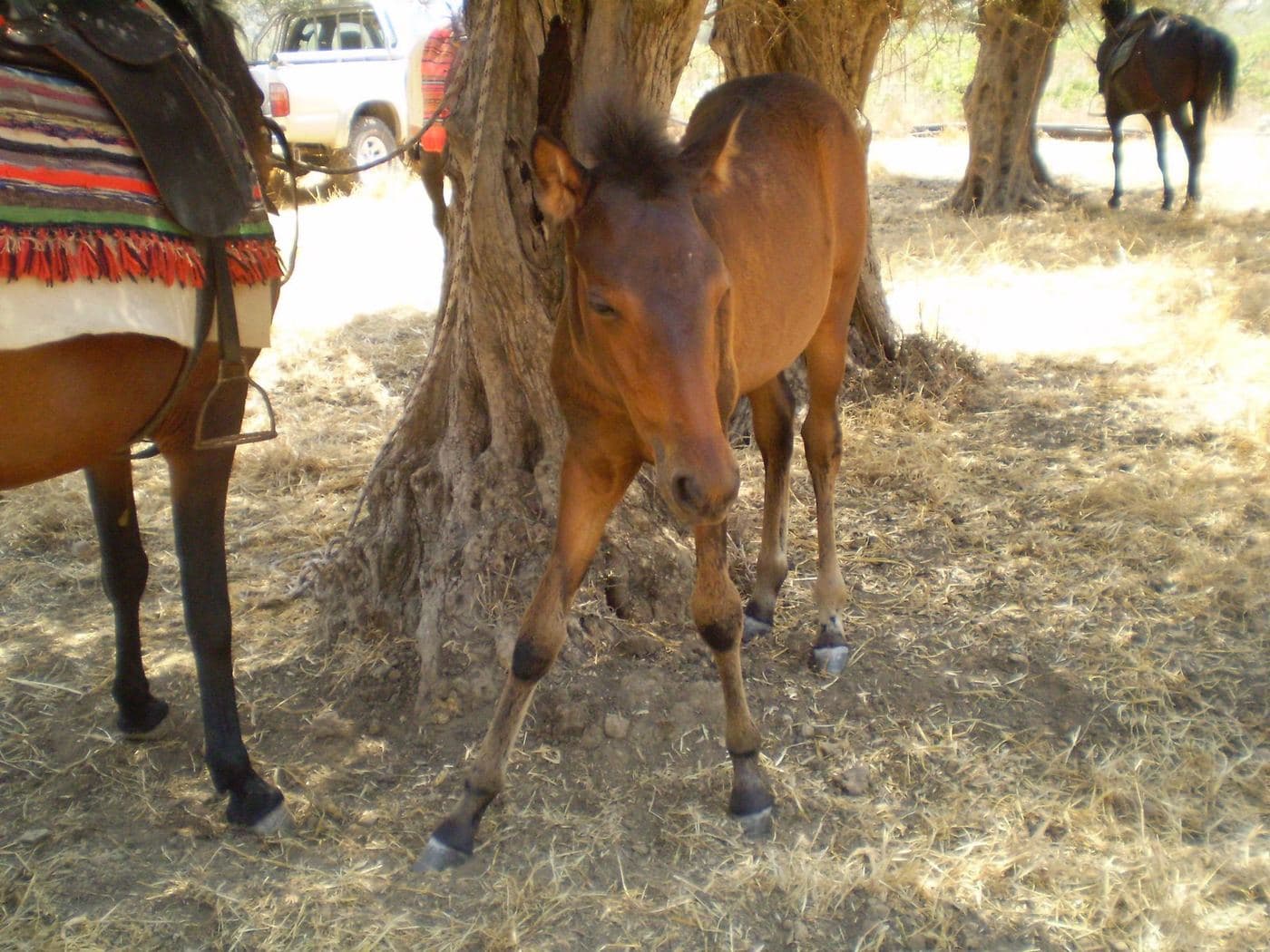 Messara Horse (Georgalidiko) 2