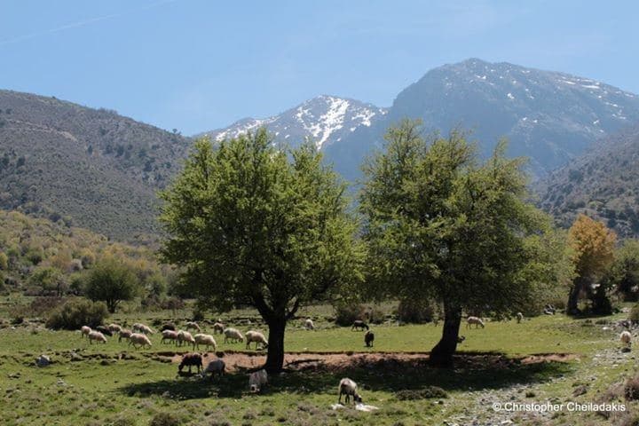 Omalos Plateau 3