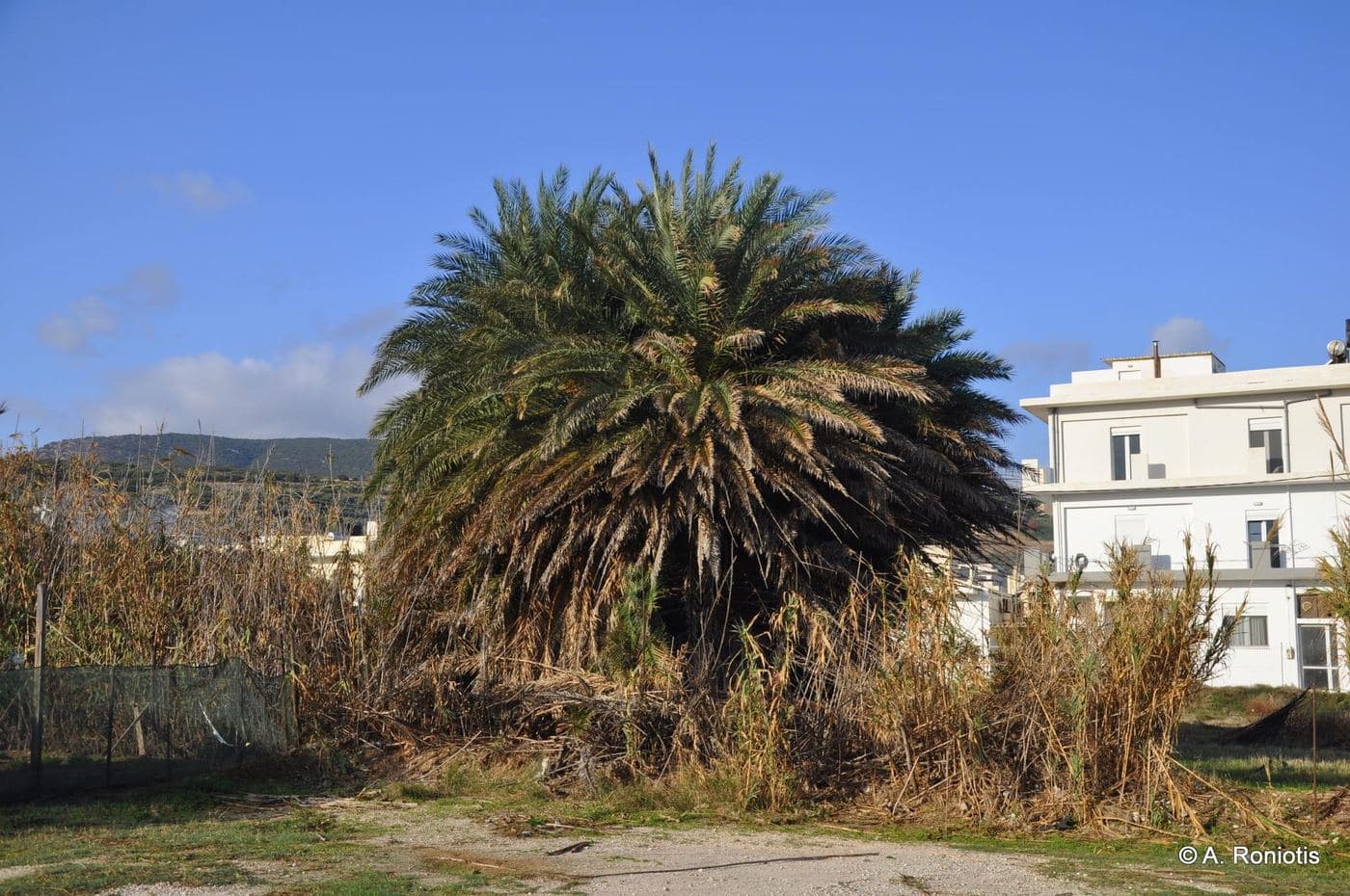 Pahia Ammos beach, Ierapetra 3