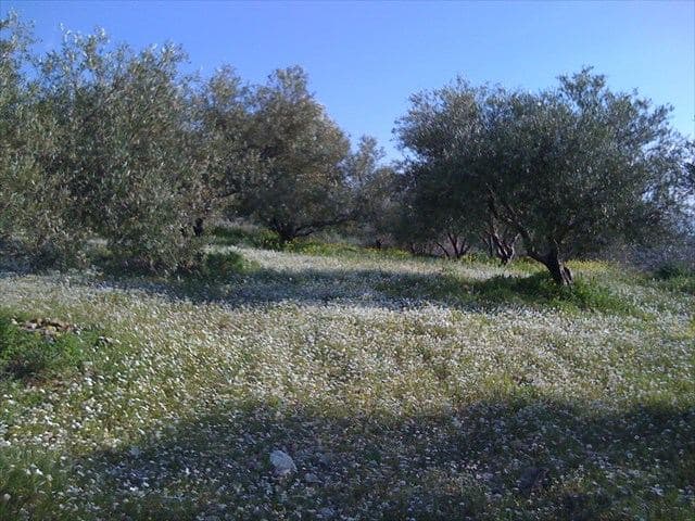 Paliamas Olive Tree