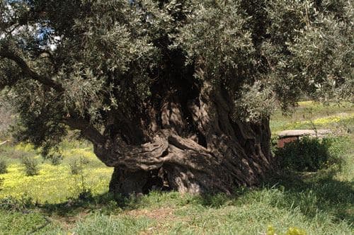 Paliamas Olive Tree 2