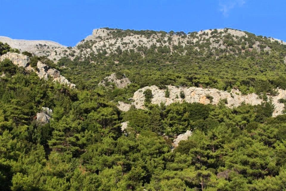 Pefkias Wood at Vorizia