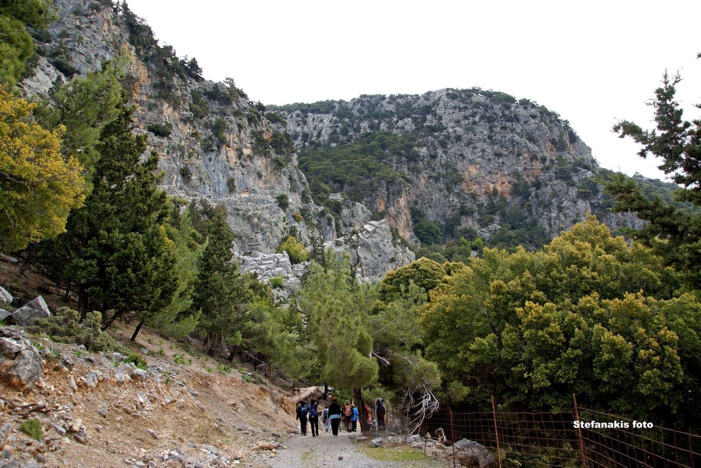 Pefkias Wood at Vorizia 2