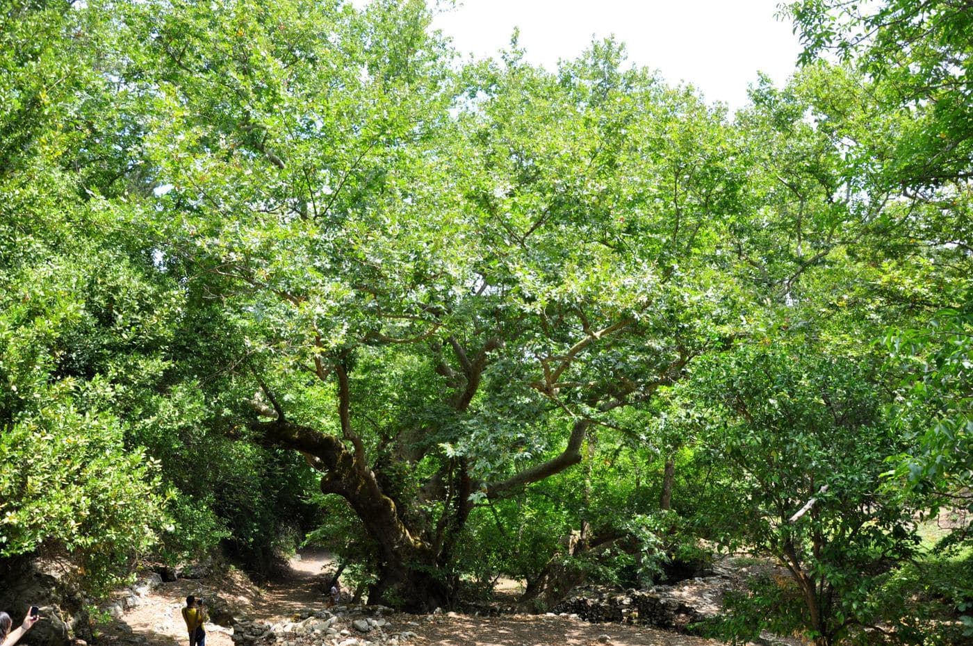 Pente Parthenes Plane tree