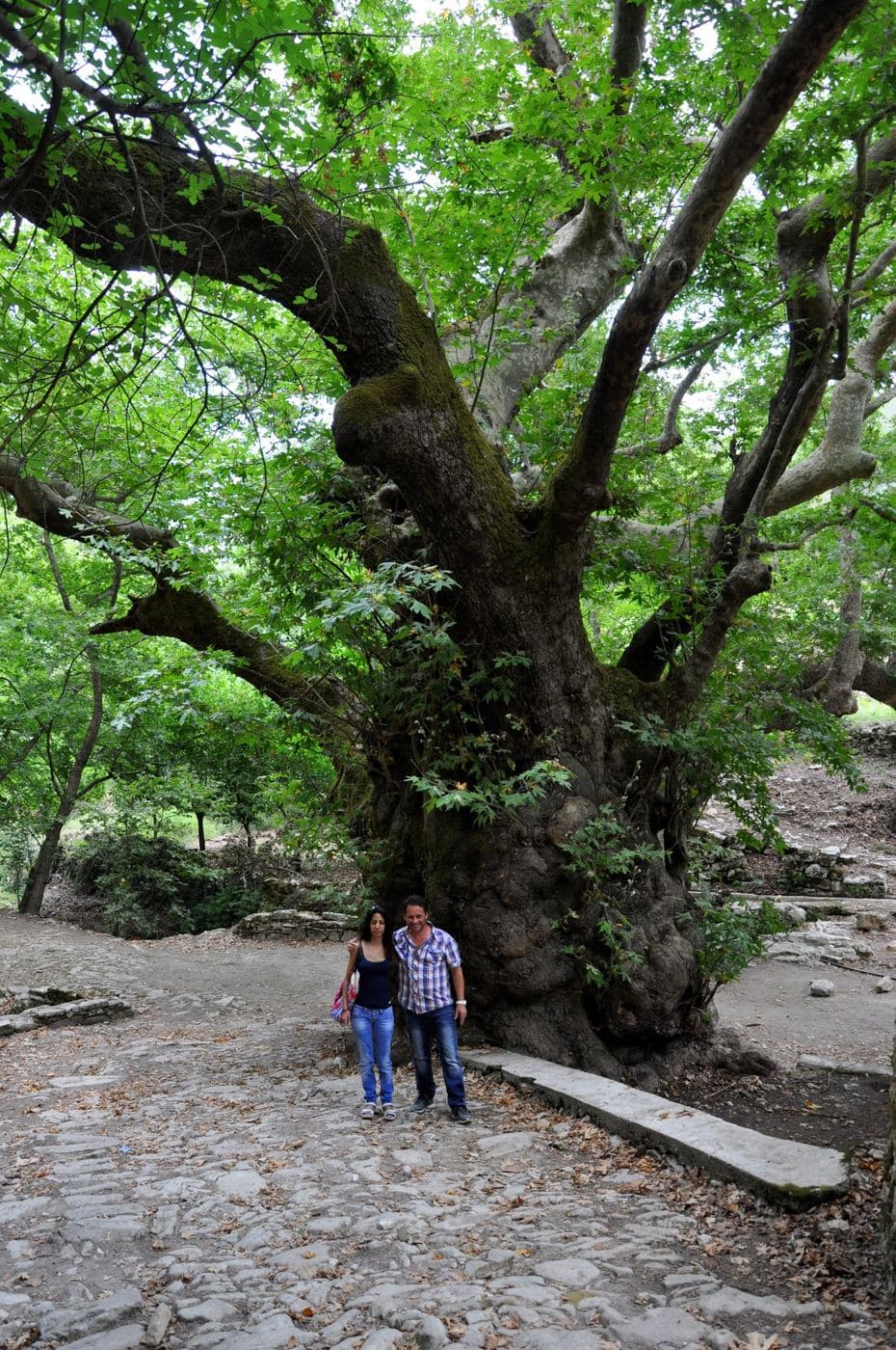 Pente Parthenes Plane tree 2