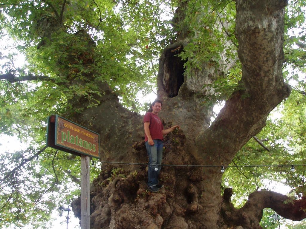 Plane tree of Krassi