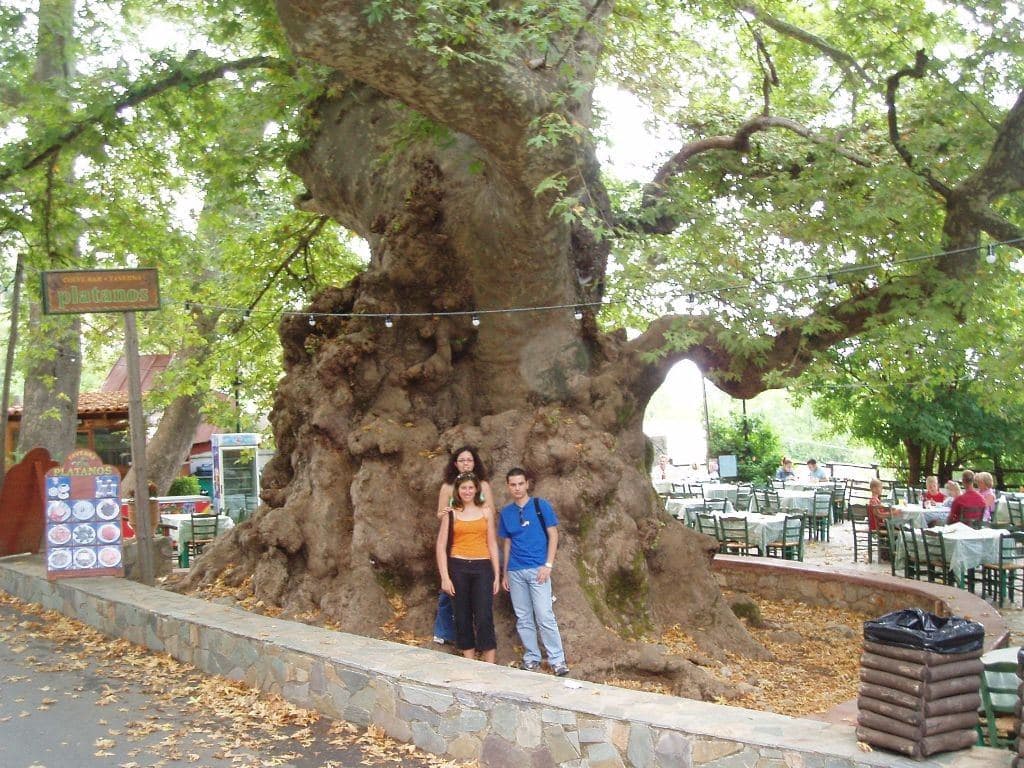 Plane tree of Krassi 2