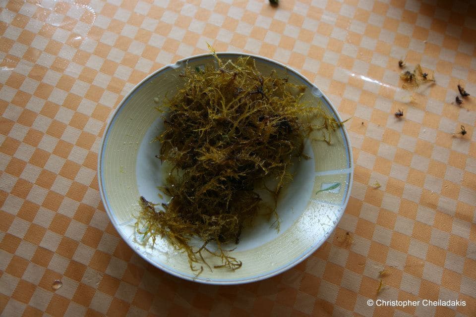 Polysiphonia Algae 2