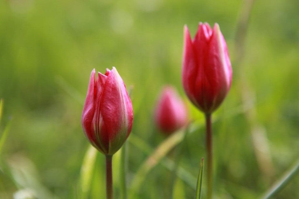 Red Cretan Tulip