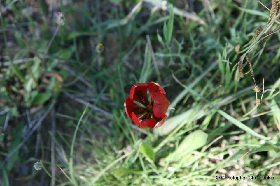 Red Cretan Tulip 2