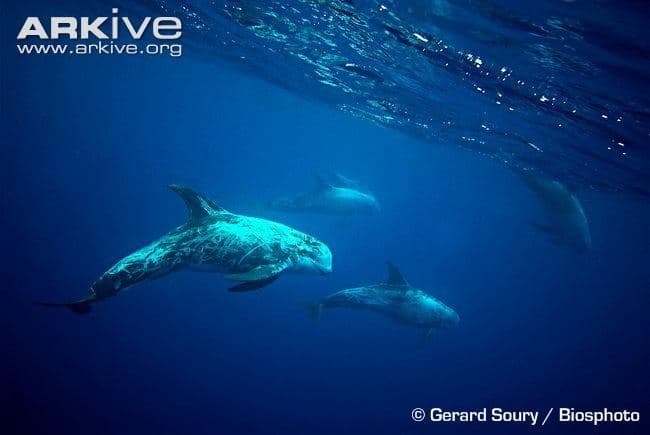 Risso’s dolphin
