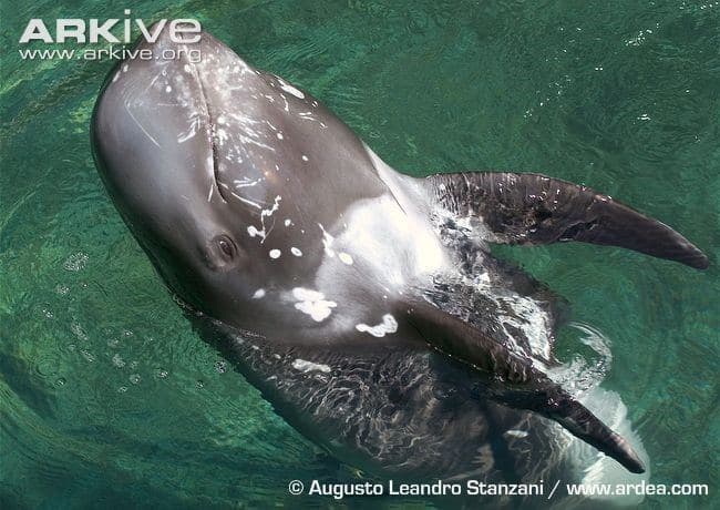 Risso’s dolphin 2