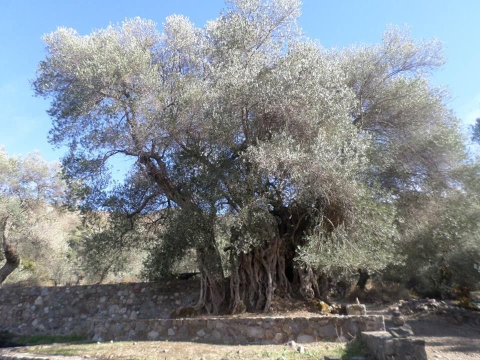 Saint George olive tree at Anissaraki