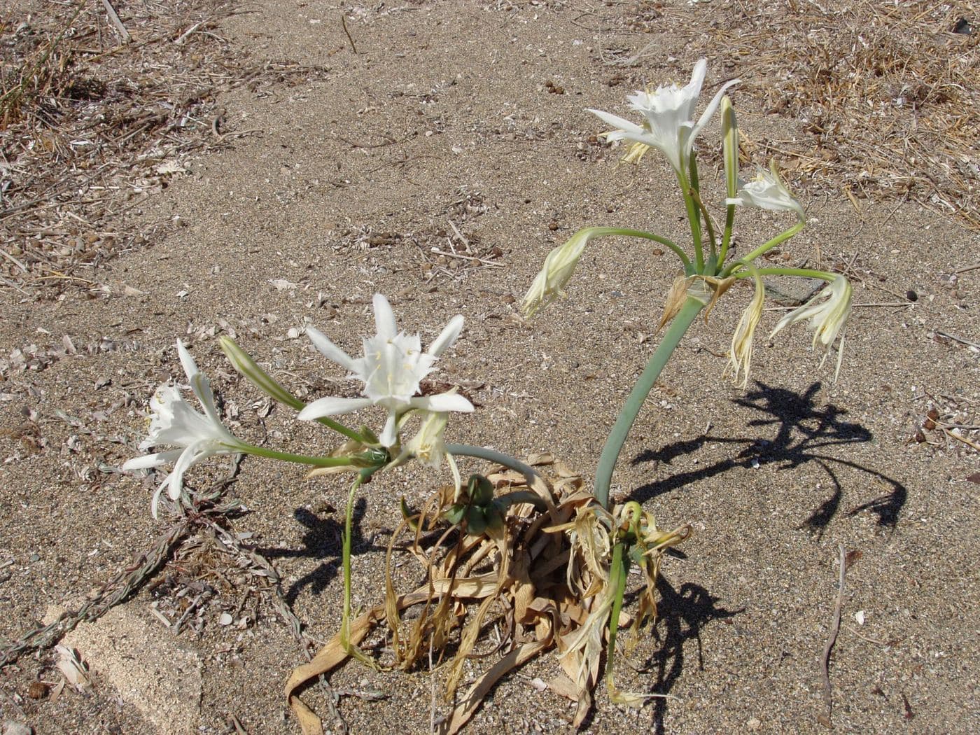 Sea daffodil