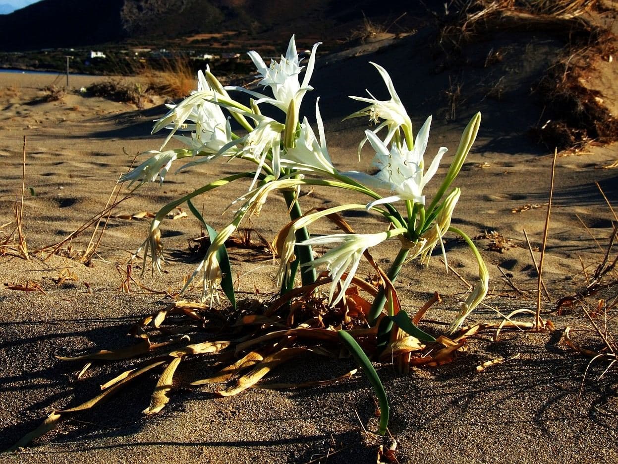 Sea daffodil 2