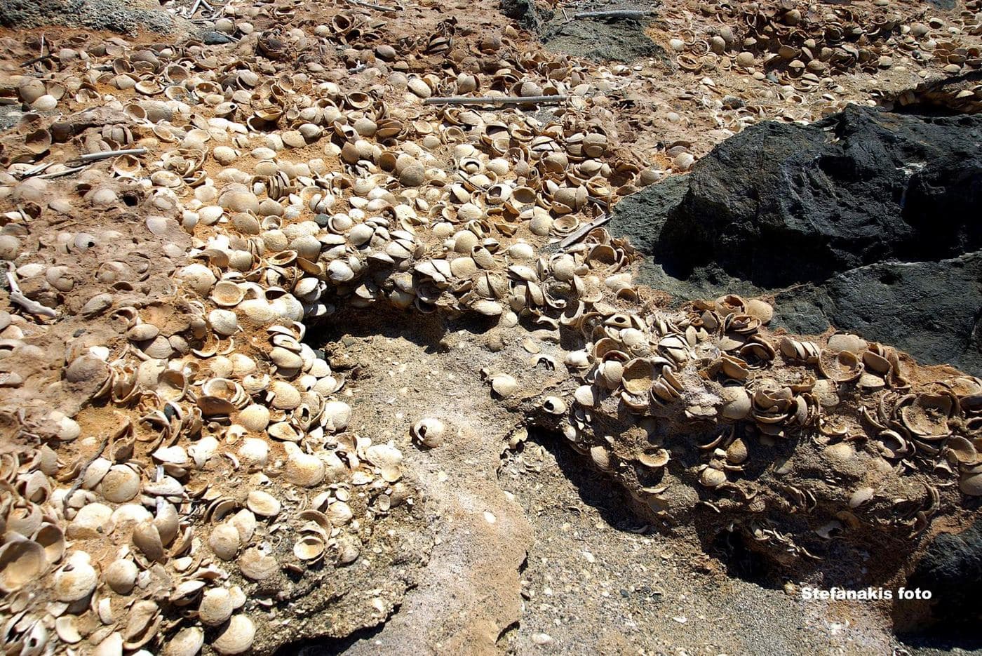 Shell Fossils of Chrissi