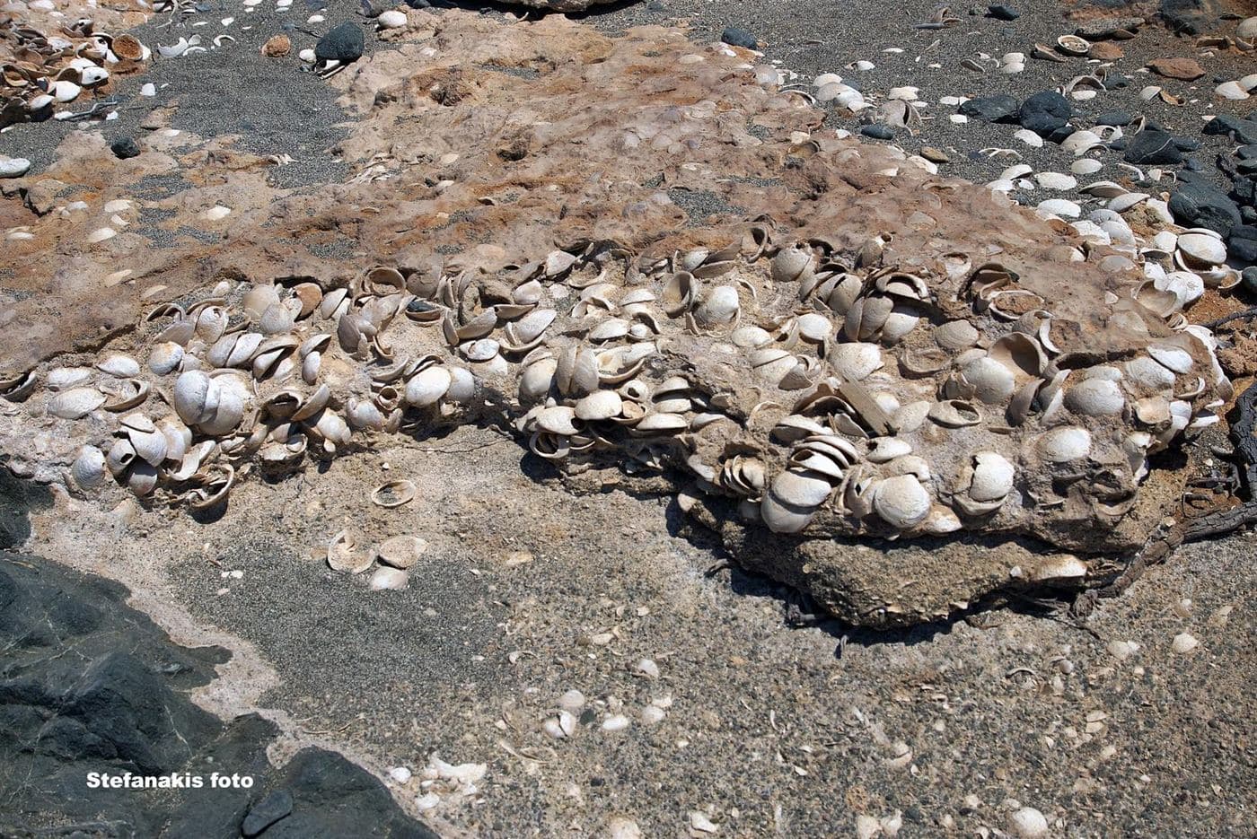 Shell Fossils of Chrissi 2