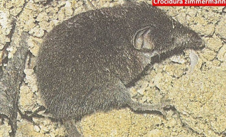 Shrew 2