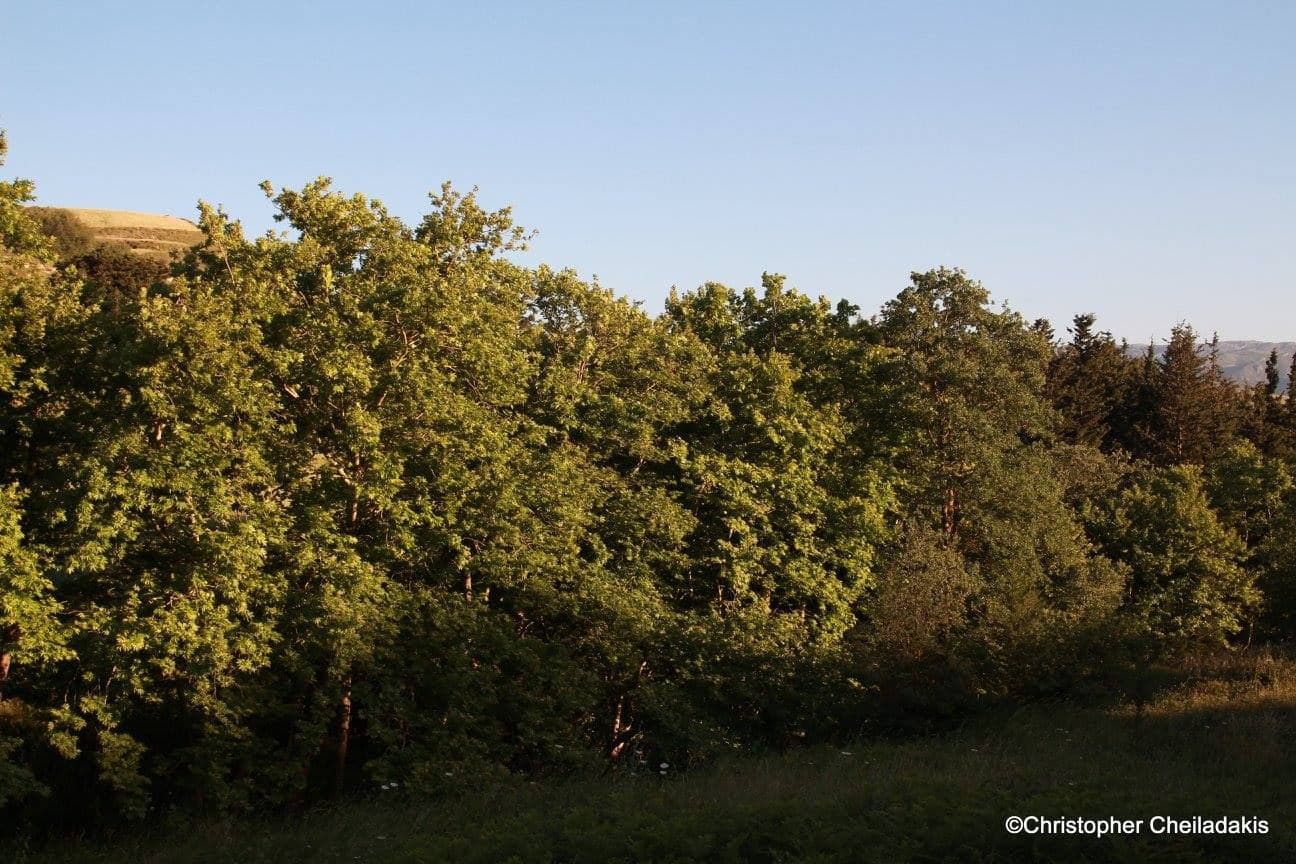 Sohores Oak Wood at Fotinos
