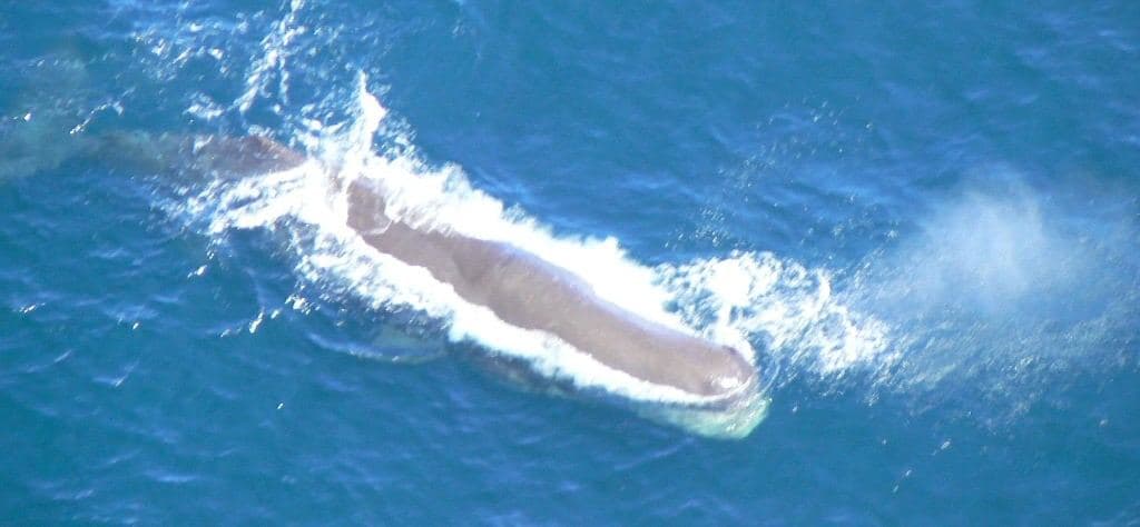 Sperm Whale 2