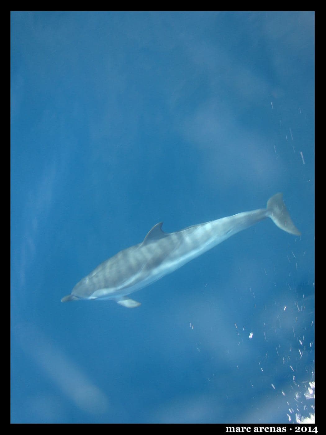 Striped dolphin
