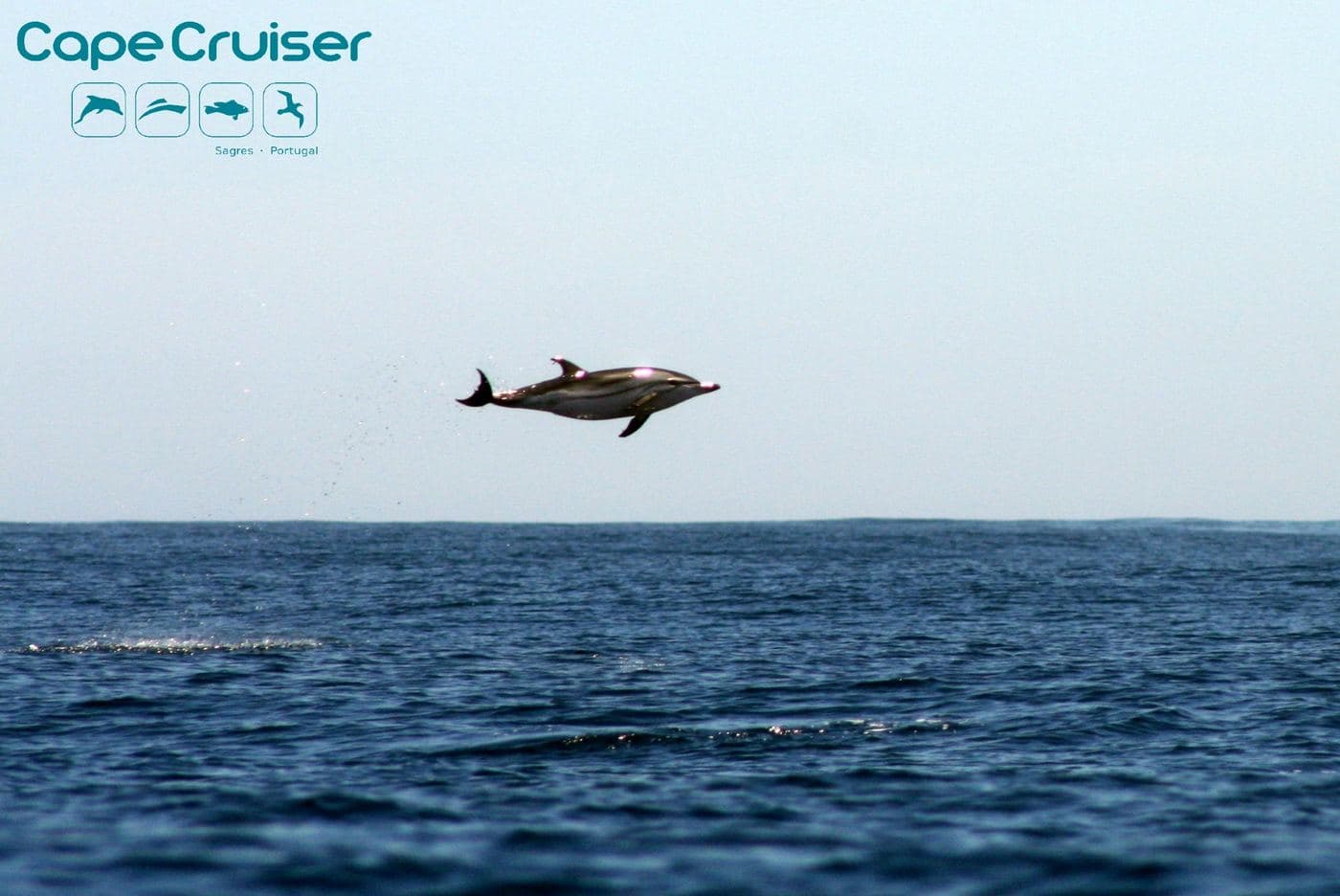 Striped dolphin 2