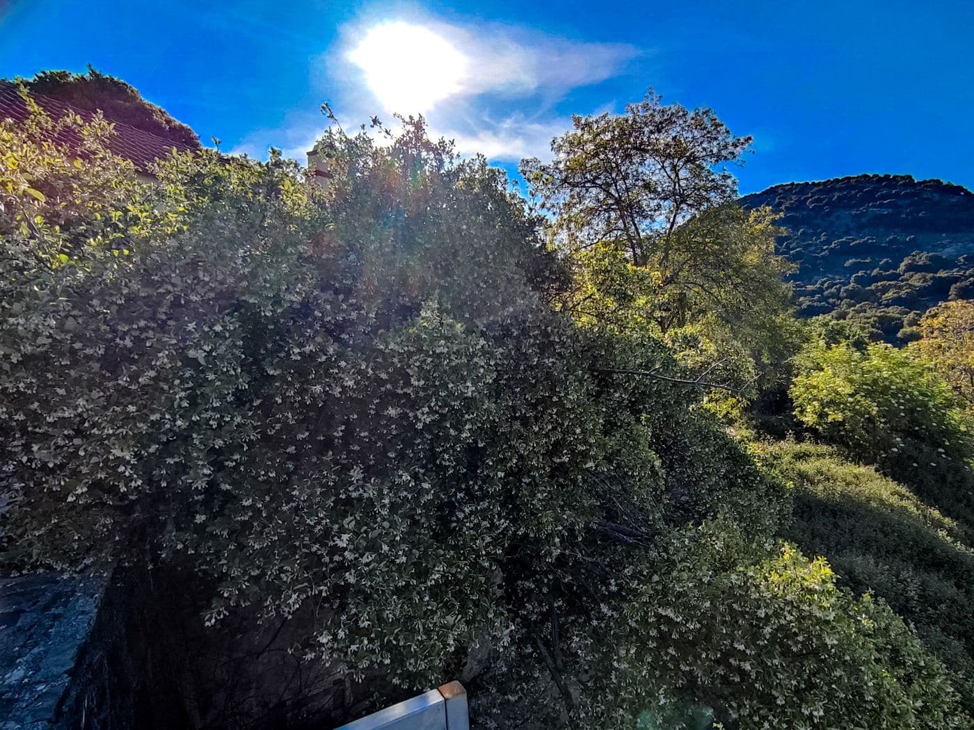 The sacred styrax of Astyraki 2